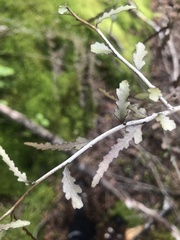 Elaeocarpus hookerianus