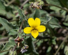 Viola purpurea quercetorum