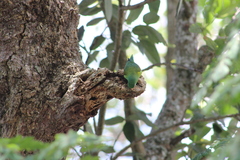 Brotogeris jugularis