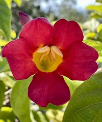 Amphilophium