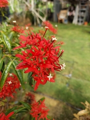 Carphalea