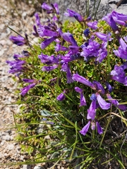 Penstemon davidsonii davidsonii