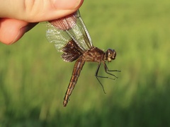 Libellula luctuosa