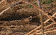 Charadrius dubius jerdoni
