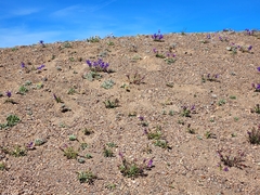 Penstemon davidsonii davidsonii