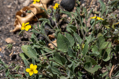 Viola purpurea quercetorum