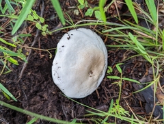Agaricus