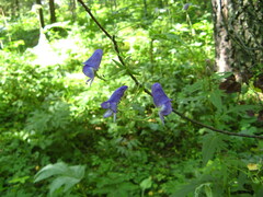 Aconitum volubile