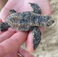 Eretmochelys imbricata