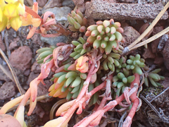 Sedum