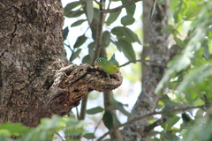 Brotogeris jugularis