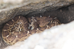 Crotalus ruber