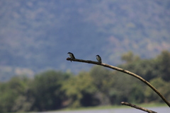 Tachycineta albiventer