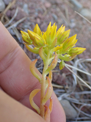 Sedum