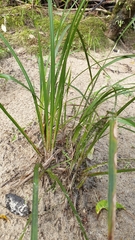 Libertia