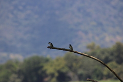 Tachycineta albiventer