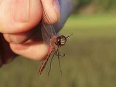 Sympetrum rubicundulum