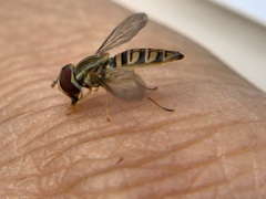 Toxomerus politus