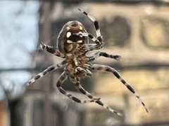 Neoscona crucifera