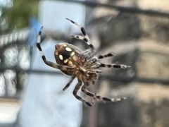 Neoscona crucifera