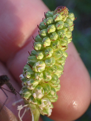 Sanguisorba stipulata