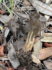 Helvella