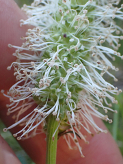 Sanguisorba stipulata