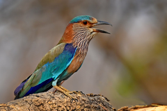 Coracias benghalensis