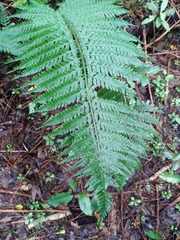 Asplenium bulbiferum
