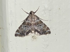 Petrophila confusalis
