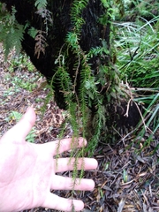 Phlegmariurus varius