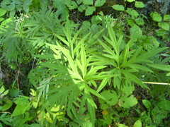 Aconitum volubile