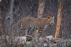 Panthera pardus fusca