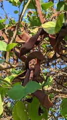 Bauhinia purpurea