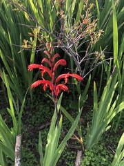 Chasmanthe aethiopica