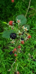 Rubus allegheniensis