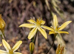 Triteleia ixioides scabra
