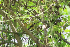 Donacobius atricapilla