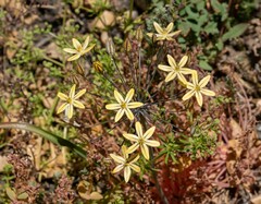 Triteleia ixioides scabra