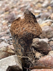 Pisolithus
