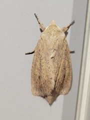 Globia oblonga