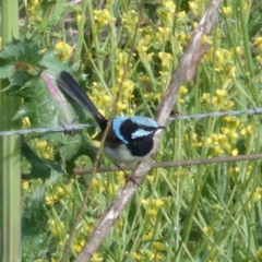 Malurus cyaneus