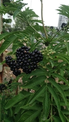 Sambucus ebulus