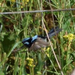 Malurus cyaneus