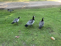 Branta leucopsis