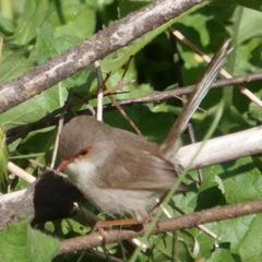 Malurus cyaneus