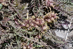 Orobanchaceae