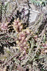 Orobanchaceae