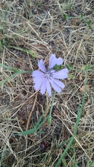 Cichorium intybus