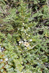Juniperus communis